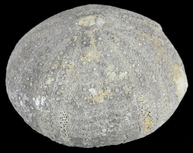 Eucosmus Fossil Echinoid (Sea Urchin) - Garsif, Morocco #61425